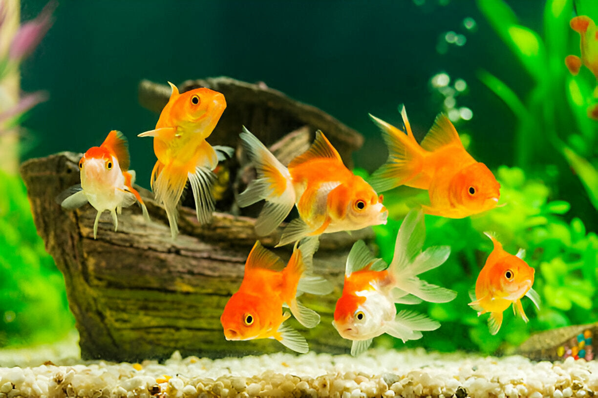 Find high-quality fish tanks, filters, and accessories at Woof & Miauw! Create a healthy and beautiful aquatic home for your fish with our premium supplies. Shop now!