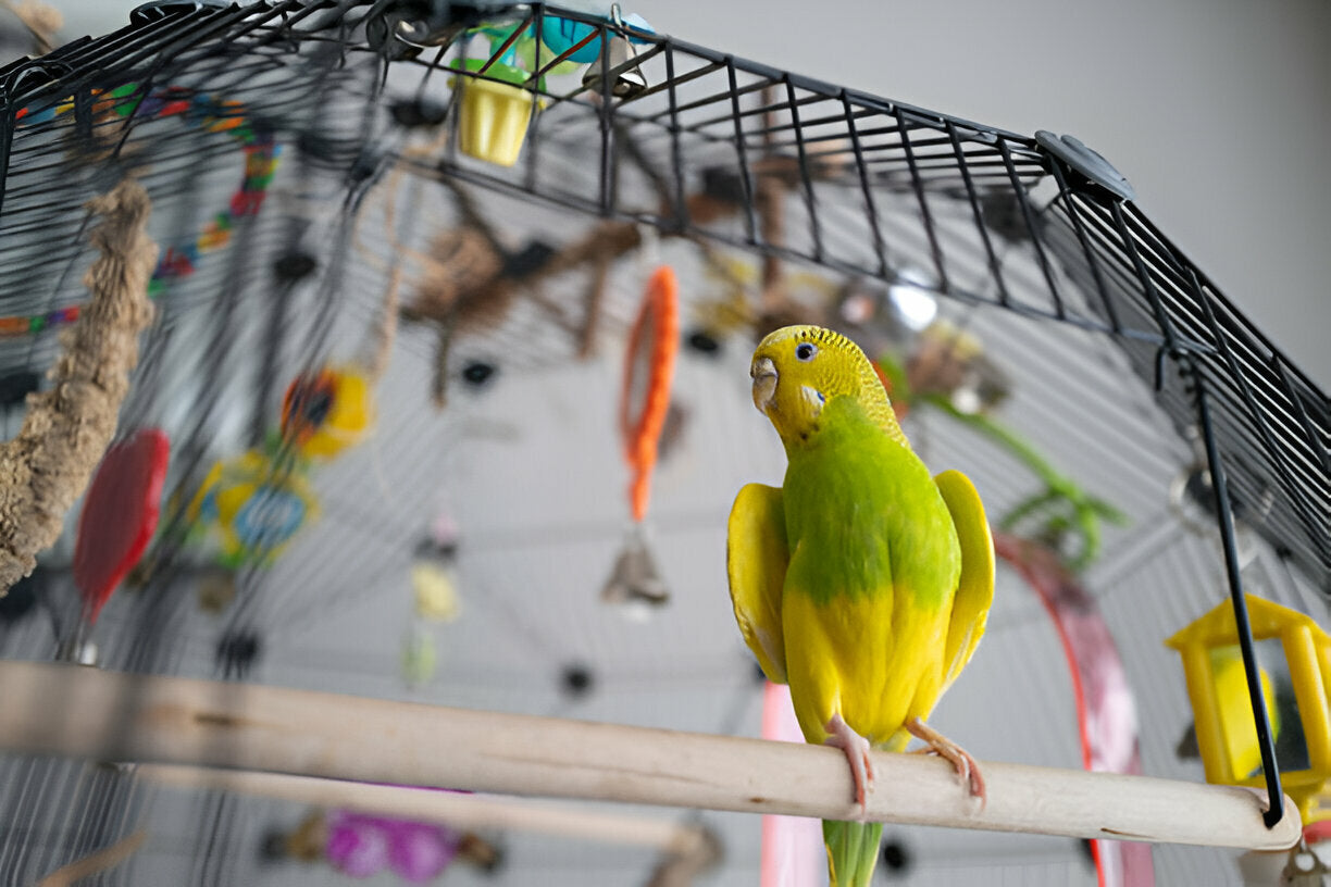 bird supplies, bird cages, bird toys, bird accessories, parrot food, bird feeders, pet bird care, premium bird products, Woof & Miauw, bird lovers